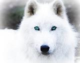 whitewolf